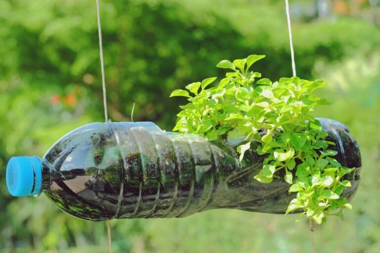 Come Funziona l'irrigazione con Bottiglie per Piante in Casa 2 bottiglia di plastica con pianta che si irriga