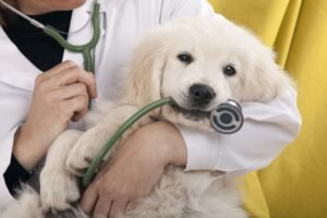 cane felice con assicurazione veterinaria