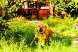 casa accogliente con cane felice nel giardino