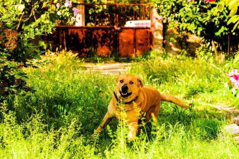 casa accogliente con cane felice nel giardino