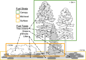 confronto visivo tra pino comune e pino di torino