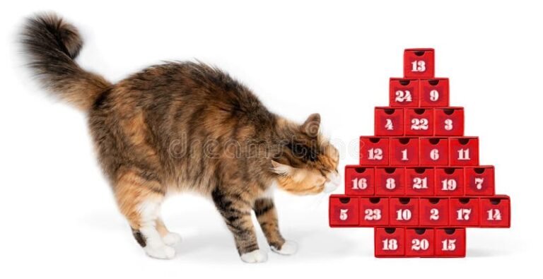 gattino che gioca con calendario colorato