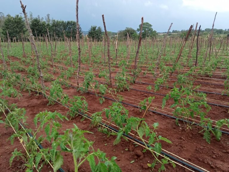 Come Funziona L’irrigazione a Goccia Per Coltivare Pomodori in Casa 2 impianto di irrigazione a goccia su pomodori