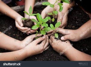 mani che piantano un giovane albero insieme