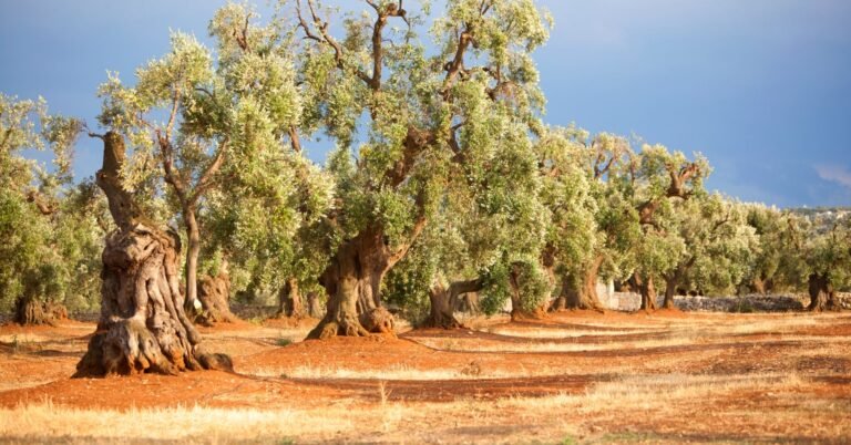 paesaggio tipico della puglia con ulivi secolari
