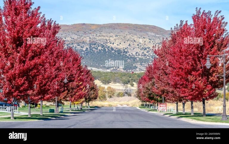 panorama urbano con viale alberato e montagne