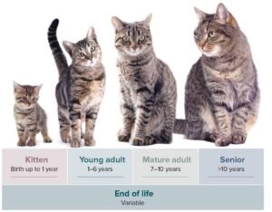 primo piano di un gatto con eta variabile