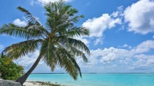 spiaggia sabbiosa con palme e mare azzurro
