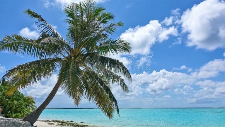 spiaggia sabbiosa con palme e mare azzurro